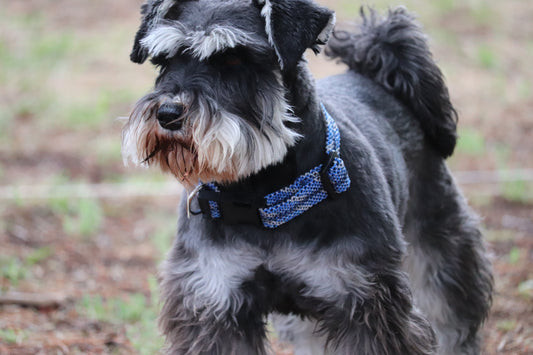 Recycled Rope Collar - Alpine Lake