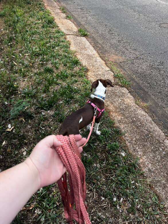 Matching Dog Lead