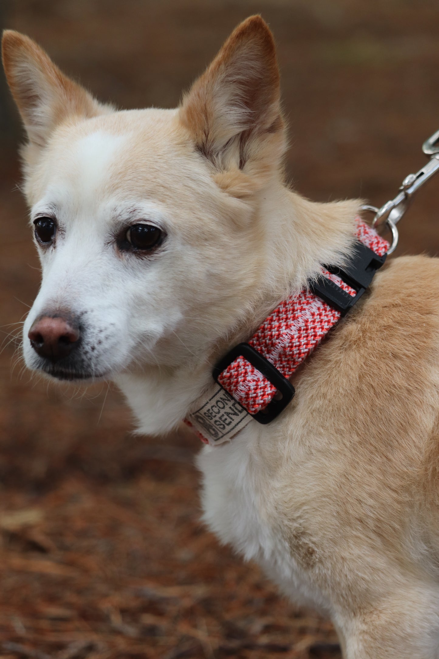Recycled Rope Collar - Summer Sizzle