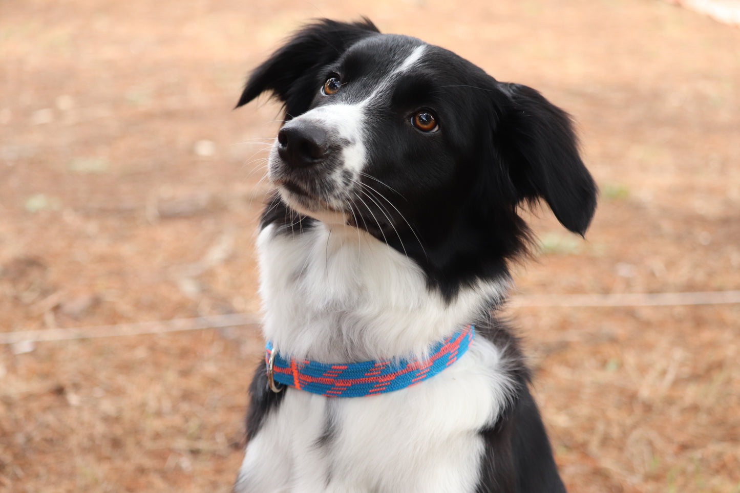 Recycled Rope Collar - Rock City