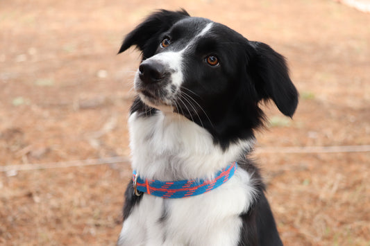 Recycled Rope Collar - Rock City